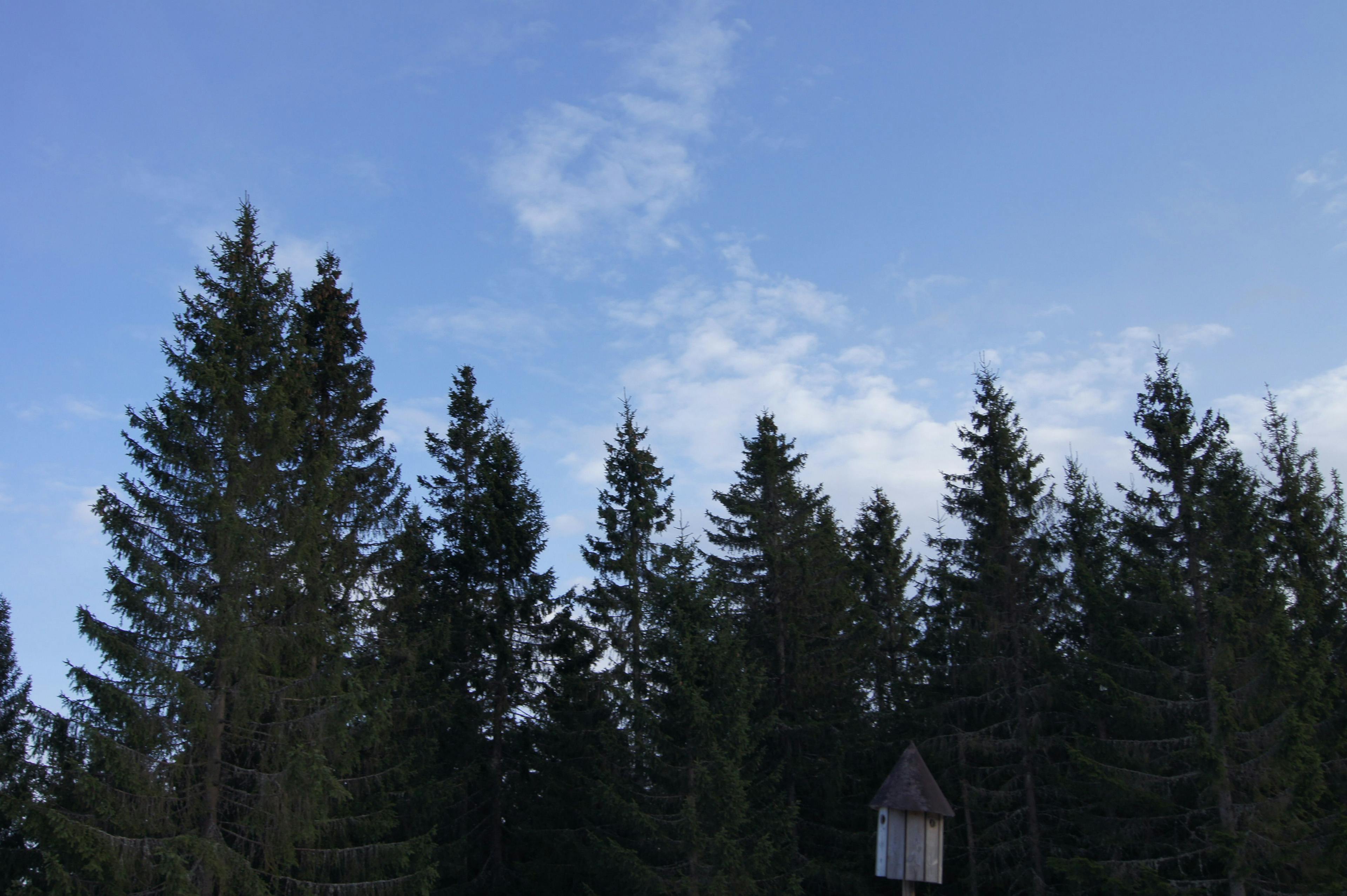 Trær i skogen ved Sørsetra. Foto.